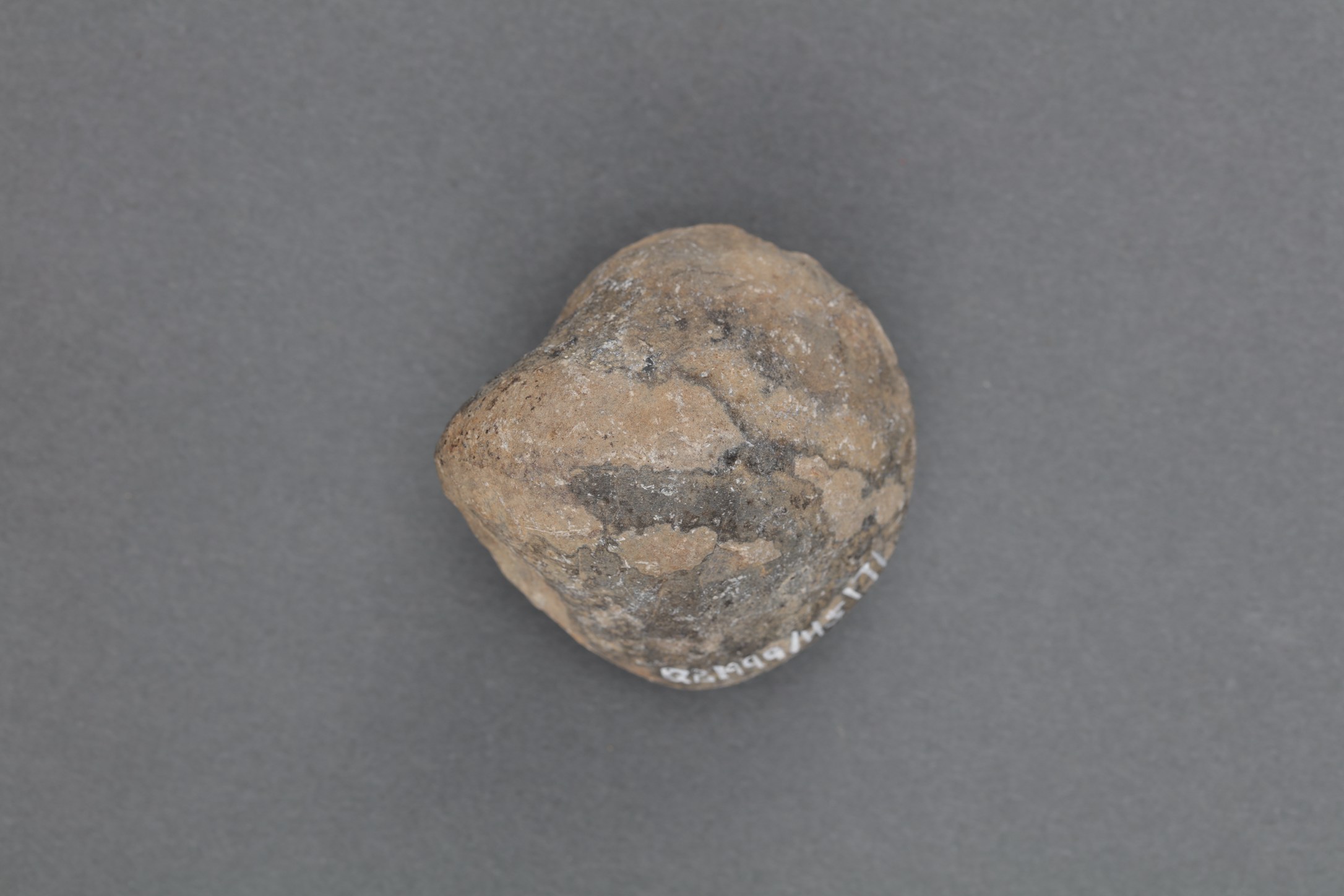 0763kg来源购买级别一般文物时代泥盆纪名称长身贝化石